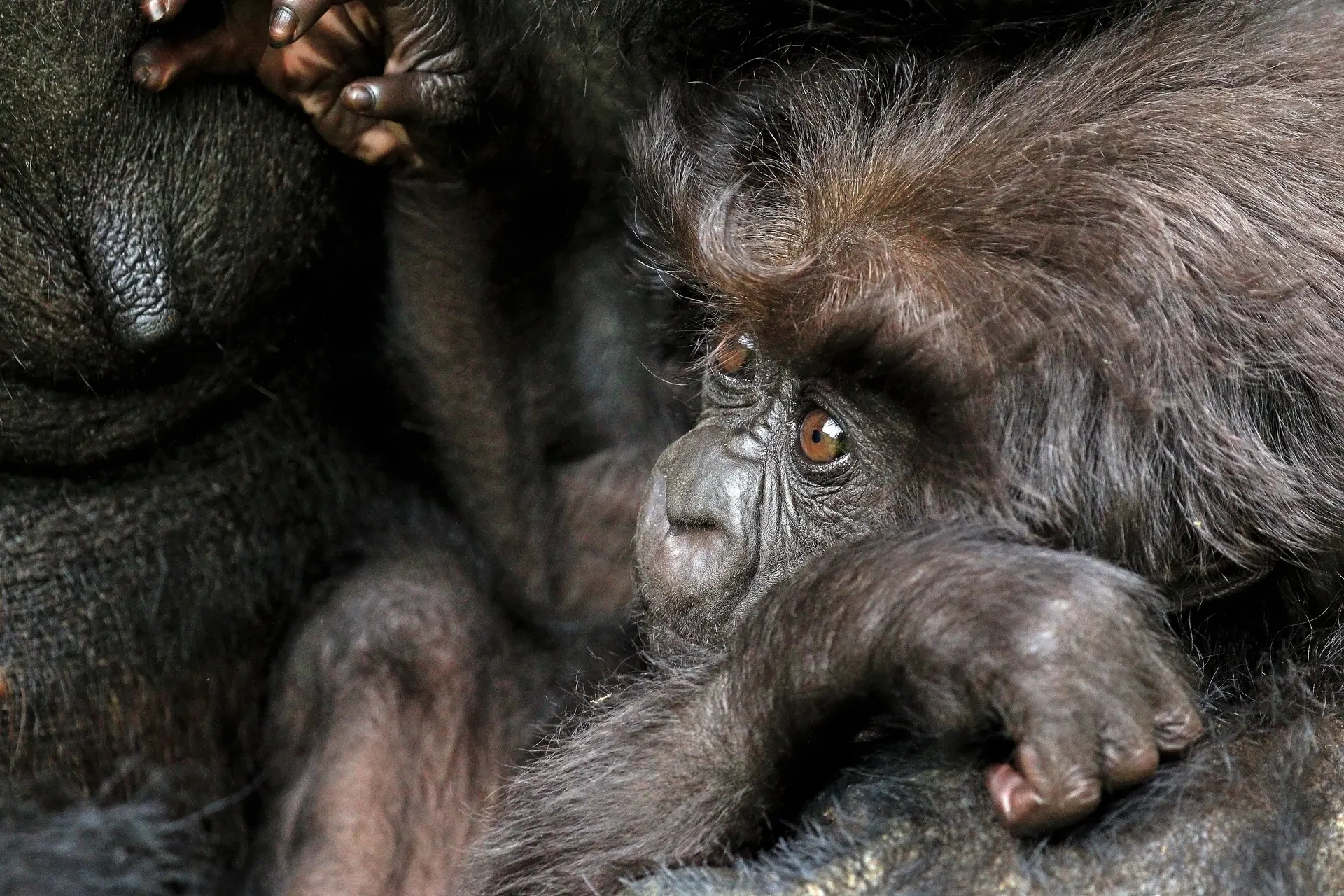 A mountain gorilla in the forest